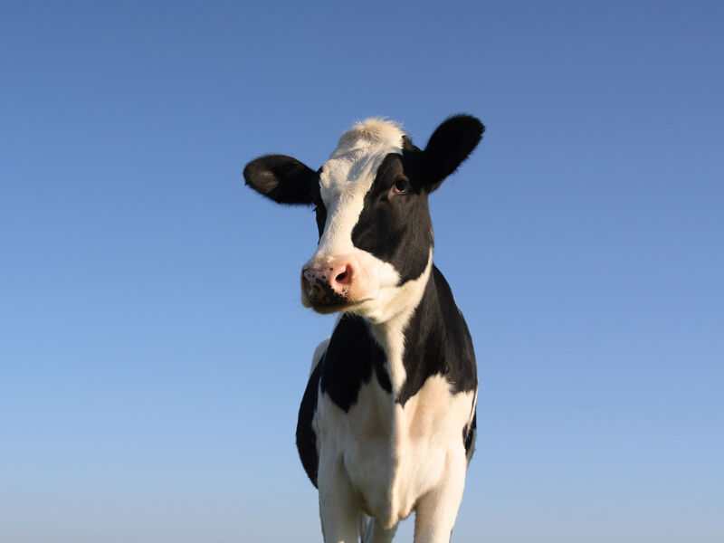 Cow on Blue Background